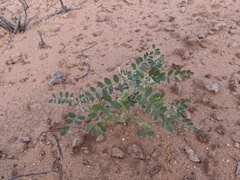 Astragalus geyeri triquetrus