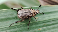 Anomala takasagoensis