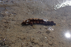 Paraclinus integripinnis