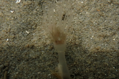 Corymorpha palma