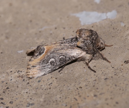 Walterella ocellata