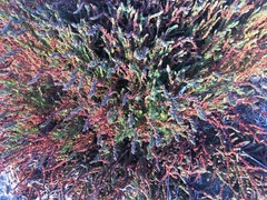 Chenolea diffusa