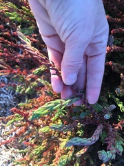 Chenolea diffusa