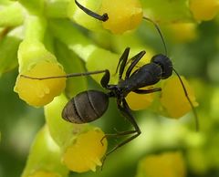 Camponotus feae