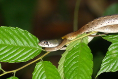 Rhabdophis subminiatus