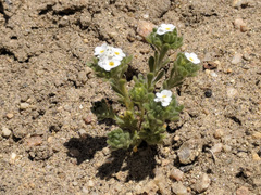 Eremocarya micrantha