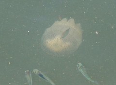 Acromitus flagellatus