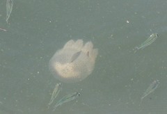 Acromitus flagellatus