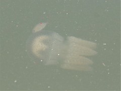 Acromitus flagellatus