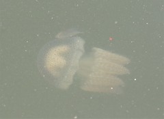 Acromitus flagellatus