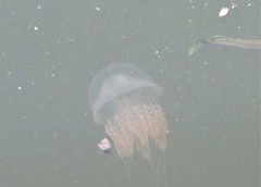 Acromitus flagellatus