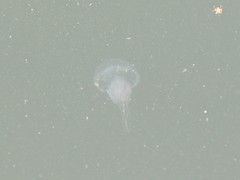 Acromitus flagellatus