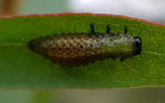 Paropsisterna intacta
