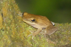 Chirixalus trilaksonoi