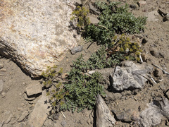 Tauschia parishii