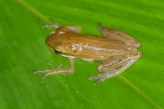 Chirixalus trilaksonoi