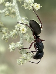 Camponotus chalceus