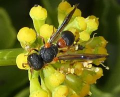 Leptochilus cruentatus