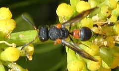 Leptochilus cruentatus