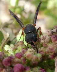 Leptochilus cruentatus