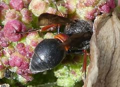 Leptochilus cruentatus