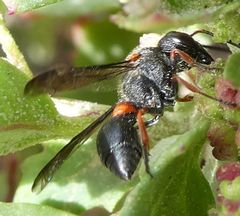 Leptochilus cruentatus