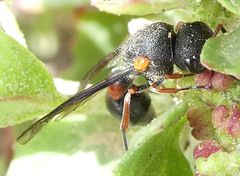 Leptochilus cruentatus