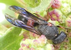 Leptochilus cruentatus