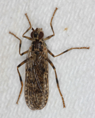 Boreothrinax maculipennis