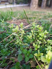 Peronospora alsinearum