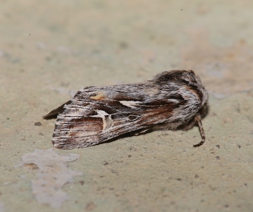 Provia argentata