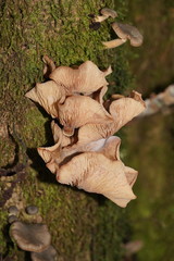 Armillaria hinnulea