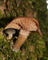 Armillaria hinnulea