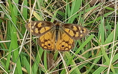 Heteronympha