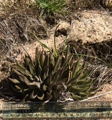 Dudleya saxosa