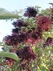 Sambucus nigra