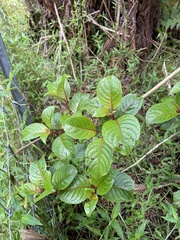 Perrottetia sandwicensis