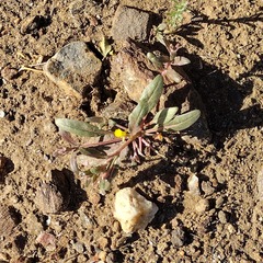 Camissoniopsis ignota