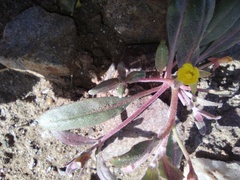 Camissoniopsis ignota