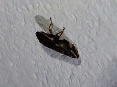 Clovia lineatocollis