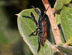 Petascelis remipes
