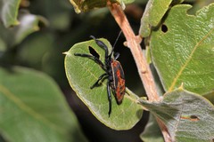 Petascelis remipes