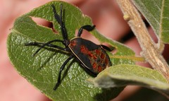 Petascelis remipes