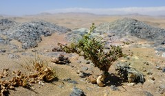 Image of Limeum deserticolum