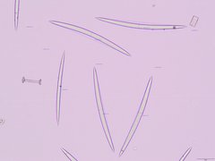 Heterorotula multidentata