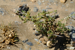 Limeum deserticolum image