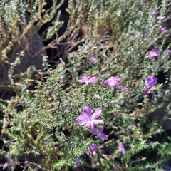 Linanthus californicus