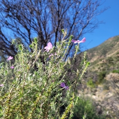 Linanthus californicus