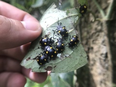 Eumorphus quadriguttatus