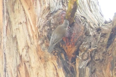 Cormobates leucophaea